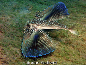 Flying Gurnard flying by Arun Madisetti 